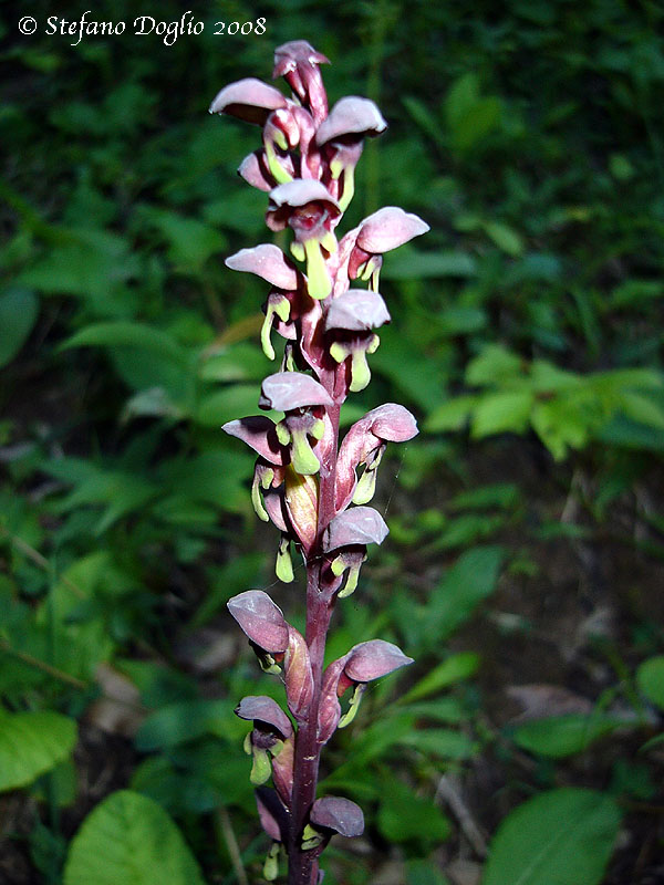 orchidee dal mar Nero turco...